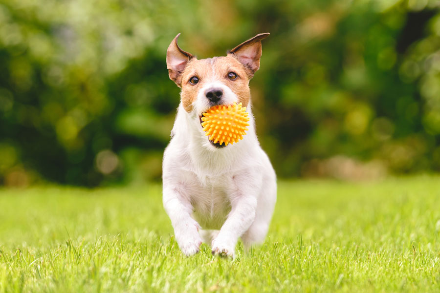 Pet Insurance - Family Dog Running With Play Ball